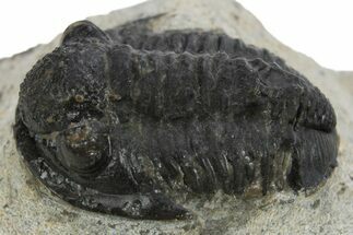 Bargain, Gerastos Trilobite Fossil - Morocco #310271