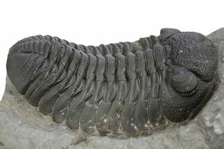 Detailed Morocops Trilobite - Ofaten, Morocco #310272