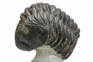 Large, Drotops Trilobite With Good Eyes - Mrakib, Morocco #171550