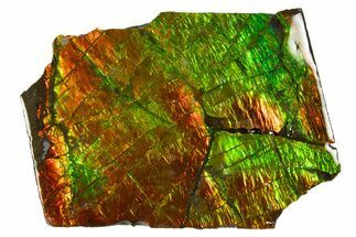 Iridescent Ammolite (Fossil Ammonite Shell) - Thin Slice #310337