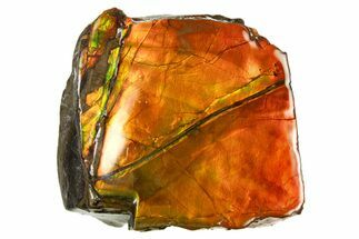 Iridescent Ammolite (Fossil Ammonite Shell) - Red/Yellow #310342