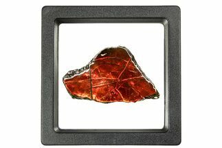 Iridescent Ammolite (Fossil Ammonite Shell) - Fiery Red #310340