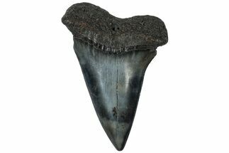 Fossil Broad-Toothed Mako Tooth - South Carolina #310445