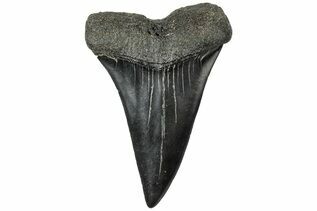 Mako & White Shark Teeth For Sale