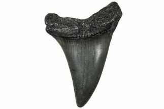 Fossil Broad-Toothed Mako Tooth - South Carolina #310453