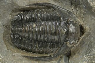 Diademaproetus Trilobite - Ofaten, Morocco #310519