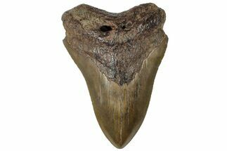 Serrated, Fossil Megalodon Tooth - South Carolina #310405