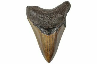 Serrated, Fossil Megalodon Tooth - South Carolina #310415