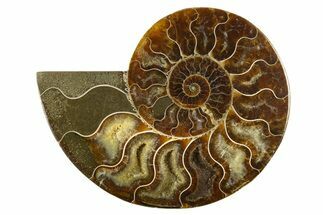 Cut & Polished Ammonite Fossil (Half) - Madagascar #310583