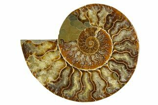 Cut & Polished Ammonite Fossil (Half) - Crystal Pockets #310592