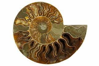 Cut & Polished Ammonite Fossil (Half) - Crystal Pockets #310595