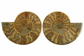 Cut & Polished, Agatized Ammonite Fossil - Madagascar #310608