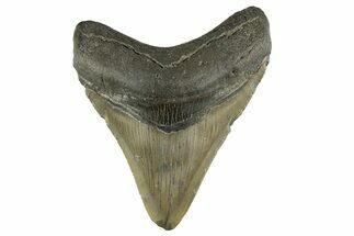 Serrated, Fossil Megalodon Tooth - North Carolina #308580