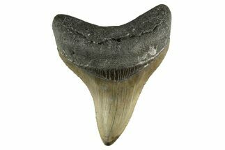 Serrated, Fossil Megalodon Tooth - North Carolina #308581