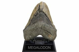 Bargain, Fossil Megalodon Tooth - Huge NC Meg #308585