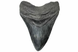 Serrated, Fossil Megalodon Tooth - South Carolina #310428