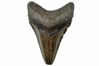 Serrated, Juvenile Megalodon Tooth - South Carolina #310473