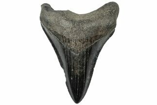 Serrated, Juvenile Megalodon Tooth - South Carolina #310474