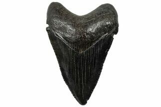 Serrated, Juvenile Megalodon Tooth - South Carolina #310490