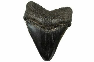 Serrated, Juvenile Megalodon Tooth - South Carolina #310492