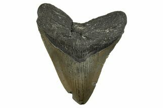 Serrated, Fossil Megalodon Tooth - North Carolina #308572