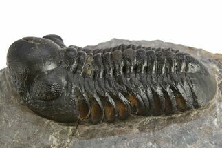 Reedops Trilobite - Atchana, Morocco #310640