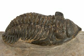 Detailed Metacanthina Trilobite - Lghaft, Morocco #310626