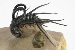 Insane Dicranurus Trilobite - Flying Preparation #310630