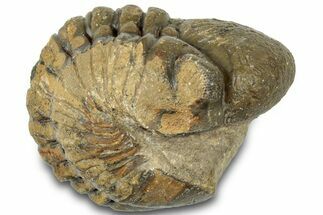 Bargain, Enrolled Reedops Trilobite - Atchana, Morocco #310737