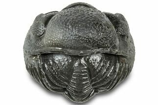 Wide Enrolled Morocops Trilobite - Morocco #310742