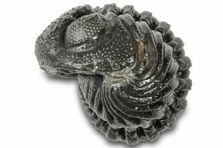 Wide Enrolled Morocops Trilobite - Morocco #310765