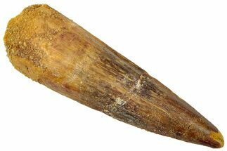 Fossil Spinosaurus Tooth - Real Dinosaur Tooth #310794