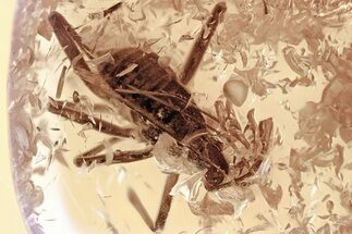 Detailed Fossil Water Treader (Mesoveliidae) In Baltic Amber - Rare! #310809