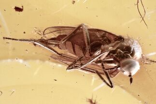 Fossil Dagger Fly (Empididae) In Baltic Amber - Super Eye Preservation #310942