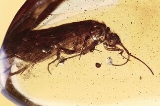 Detailed Fossil Caddisfly (Trichoptera) In Baltic Amber #310964