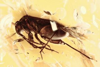 Fossil True Bug (Heteroptera) In Baltic Amber #310974