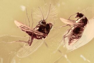 Two Fossil True Midges (Chironomidae) in Baltic Amber - Male & Female #310976