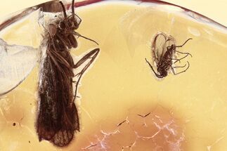 Detailed Fossil Caddisfly and Dark-Winged Fungus Gnat In Baltic Amber #310981