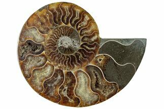 Cut & Polished Ammonite Fossil (Half) - Madagascar #310669