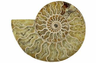 Cut & Polished Ammonite Fossil (Half) - Madagascar #310678