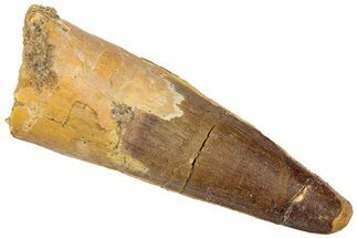 Fossil Spinosaurus Tooth - Real Dinosaur Tooth #310816