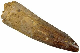 Fossil Spinosaurus Tooth - Real Dinosaur Tooth #310824