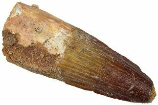 Real Fossil Spinosaurus Tooth - Feeding Worn Tip #310828