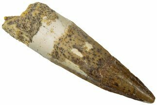 Fossil Spinosaurus Tooth - Real Dinosaur Tooth #310847