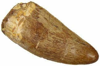 Serrated, Carcharodontosaurus Tooth - Real Dinosaur Tooth #311029