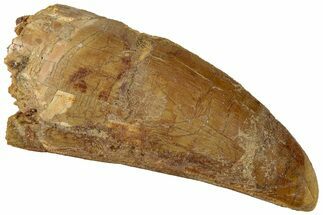 Bargain, Carcharodontosaurus Tooth - Real Dinosaur Tooth #311036