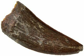 Carcharodontosaurus Tooth - Real Dinosaur Tooth #311051