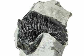 Detailed Hollardops Trilobite Fossil - Ofaten, Morocco #311127