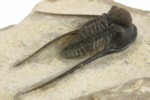 Fossile De Trilobite Gorgeus Kettneraspis Aracana - Provenance Bolivie, Période Silurien, Occasion