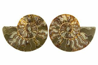 Cut & Polished, Agatized Ammonite Fossil - Madagascar #310696